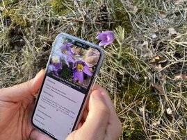 Die App Flora Incognita kann unbekannte Pflanzen bestimmen