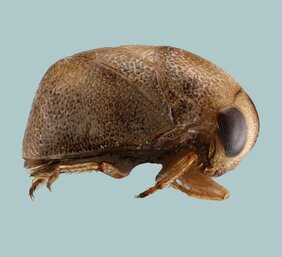 Wasserwanze Plea cryptica