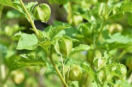 Physalis