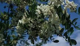 Robinie (Robinia pseudocacia)