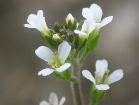 Arabidopsis thaliana inflorescencias