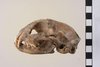Schädel einer Katze aus der archäologischen Fundstätte von Mautern (Österreich).