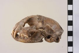 Schädel einer Katze aus der archäologischen Fundstätte von Mautern (Österreich).