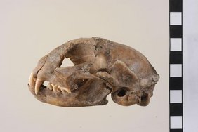 Schädel einer Katze aus der archäologischen Fundstätte von Mautern (Österreich). Schädel einer Katze aus der archäologischen Fundstätte von Mautern (Österreich).