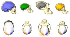 Menschen, Schimpansen, Gorillas und Orang-Utans haben unterschiedlich aussehende Endocasts und Gehirne (obere Reihe). Aber sie haben das gleiche Asymmetriemuster