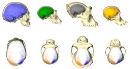 Menschen, Schimpansen, Gorillas und Orang-Utans haben unterschiedlich aussehende Endocasts und Gehirne (obere Reihe). Aber sie haben das gleiche Asymmetriemuster