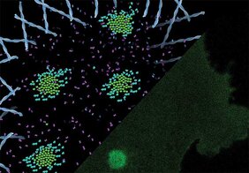Laserspots aktivieren in einer Matrix sehr kleine synthetische Schlüssel-Schloss-Paare und erzeugen so Rezeptorcluster in der Zellmembran.