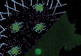 Laserspots aktivieren in einer Matrix sehr kleine synthetische Schlüssel-Schloss-Paare und erzeugen so Rezeptorcluster in der Zellmembran.