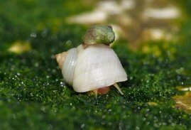 Ausgewachsene Schnecken sind an unterschiedliche Lebensräume angepasst