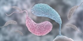 Yin und Yang: zwei konkurrierende Signalmoleküle bestimmen Lebensstil von Caulobacter 