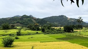 Wald auf Madagaskar