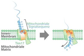 Imports von mitochondrialen Proteinen mit Signalsequenz