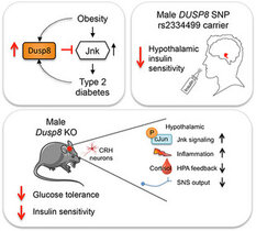 Bei Männern, die Träger der Risikovariante des Gens DUSP8 waren, und bei männlichen Mäusen ohne das Gen nimmt die Insulinsensitivität in Gehirn ab