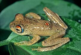 Laubfrosch
