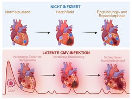 Eine latente Cytomegalievirus-Infektion verändert das Immunmilieu des Herzens dauerhaft. AI-Grafik Eine latente Cytomegalievirus-Infektion verändert das Immunmilieu des Herzens dauerhaft.