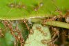 Das Foto zeigt Arbeiterinnen der asiatischen Weberameise bei der Verteidigung ihres Nests