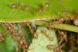 Ameisen blicken auf eine Erfolgsgeschichte der Evolution zurück. Das Foto zeigt Arbeiterinnen der asiatischen Weberameise bei der Verteidigung ihres Nests Das Foto zeigt Arbeiterinnen der asiatischen Weberameise bei der Verteidigung ihres Nests