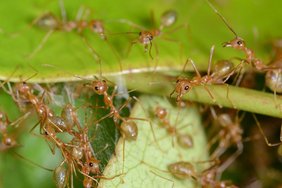 Das Foto zeigt Arbeiterinnen der asiatischen Weberameise bei der Verteidigung ihres Nests
