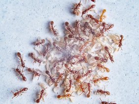   Geschlechtsreife Erwachsene und Larven der klonalen Räuberameise Ooceraea biroi.