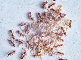   Geschlechtsreife Erwachsene und Larven der klonalen Räuberameise Ooceraea biroi.