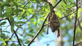 Wenn es auf Madagaskar tagsüber sehr warm wird, verfallen die Fledermäuse der Spezies Macronycteris commersoni in eine Art Winterschlaf.