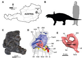 Hirnschädel sowie Gehirn und Innenohr des Dinosauriers Struthiosaurus austriacus