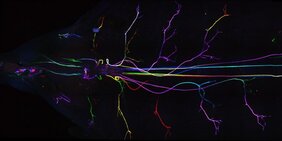 Aufsicht auf eine Drosophila-Larve (der Kopf zeigt nach links), in der die umhüllenden Gliazellen des peripheren Nervensystems mit Hilfe eines genetischen Tricks in einzelnen Farben dargestellt werden.