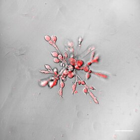 Organoide bilden verzweigte Drüsengänge aus