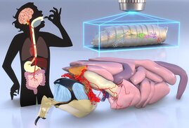 Grafische Darstellung des Schluckvorgangs
