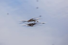 Anders als landlebende Insekten haben ans Süßwasser gebundene Insekten zugenommen. Grund könnten Gewässerschutzmaßnahmen sein. Das Foto zeigt sich paarende Gemeine Wasserläufer (Gerris lacustris). 