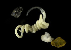 Der darmlose Meereswurm Olavius algarvensis (hier neben einigen Sandkörnern) ist nur etwa zwei Zentimeter lang Der darmlose Meereswurm Olavius algarvensis (hier neben einigen Sandkörnern) ist nur etwa zwei Zentimeter lang