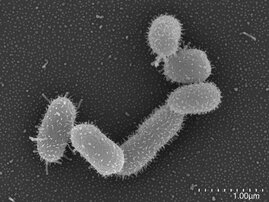 Abbildung der in der Studie verwendeten Bacteroides thetaiotaomicron  