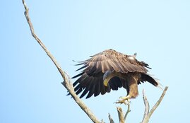 Seeadler 