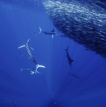 Jagd Ozean Tiere