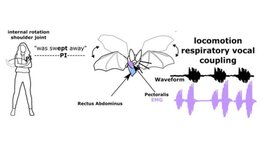 Biomechanik von Gesten und Sprache