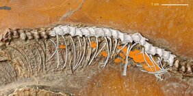 fossiler Beleg für lebendgebärende Schlangen