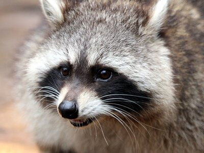 Waschbär von vorne im Portrait