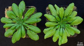 Arabidopsis thaliana-Pflanzen