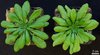 Arabidopsis thaliana-Pflanzen