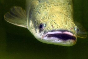 Der Arapaima lebt im Amazonas und gehört zu den größten Süßwasserfischen der Welt. 