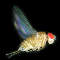 Flügelbewegung im Flug der Taufliege Drosophila.