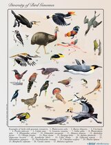 Verschiedene Vögel sind auf einem Poster abgebildet