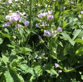 "Cardamine insueta" ist erst vor kurzem im Urnerboden entstanden.  