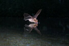   Eine Weißrandfledermaus trinkt während ihrer nächtlichen Suchflüge Wasser.  