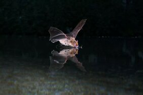   Eine Weißrandfledermaus trinkt während ihrer nächtlichen Suchflüge Wasser.  
