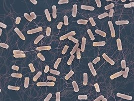 Rasterelektronenmikroskopische Aufnahme von Salmonella-Bakterien. 