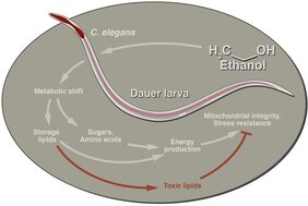 Alkohol aktiviert in den Würmern einen Schalter, der das metabolische Netzwerk der Larven umformt. 