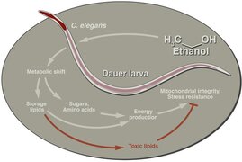 Alkohol aktiviert in den Würmern einen Schalter, der das metabolische Netzwerk der Larven umformt. 