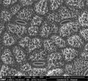Elektronenmikroskopische Aufnahme der Struktur der Blattoberfläche des Johannesbrotbaums  