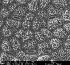 Elektronenmikroskopische Aufnahme der Struktur der Blattoberfläche des Johannesbrotbaums  